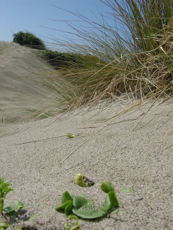 Le dune di Castel Porziano